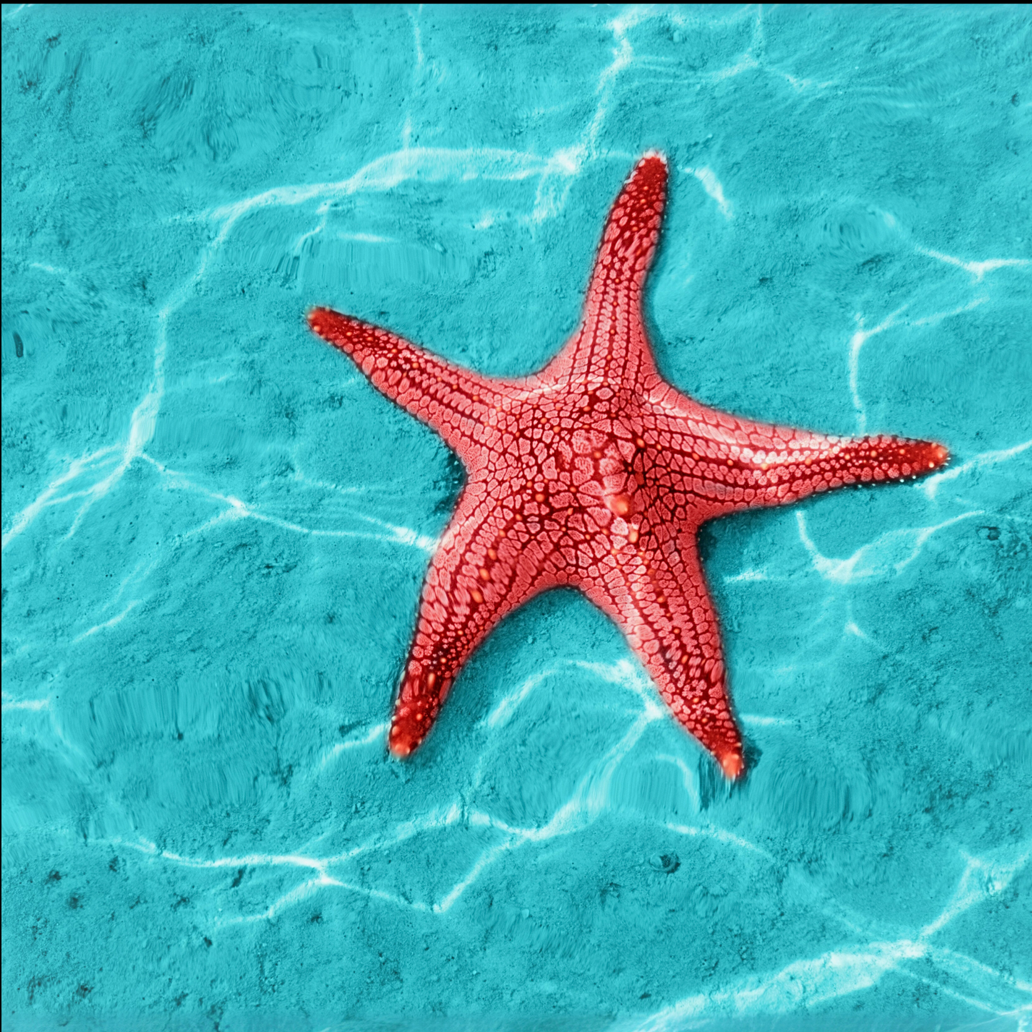 Bright red starfish with bumpy texture resting on the ocean floor in clear, shallow water. The background is a high-contrast turquoise blue, with gentle wave shadows creating soft movement across the sand.