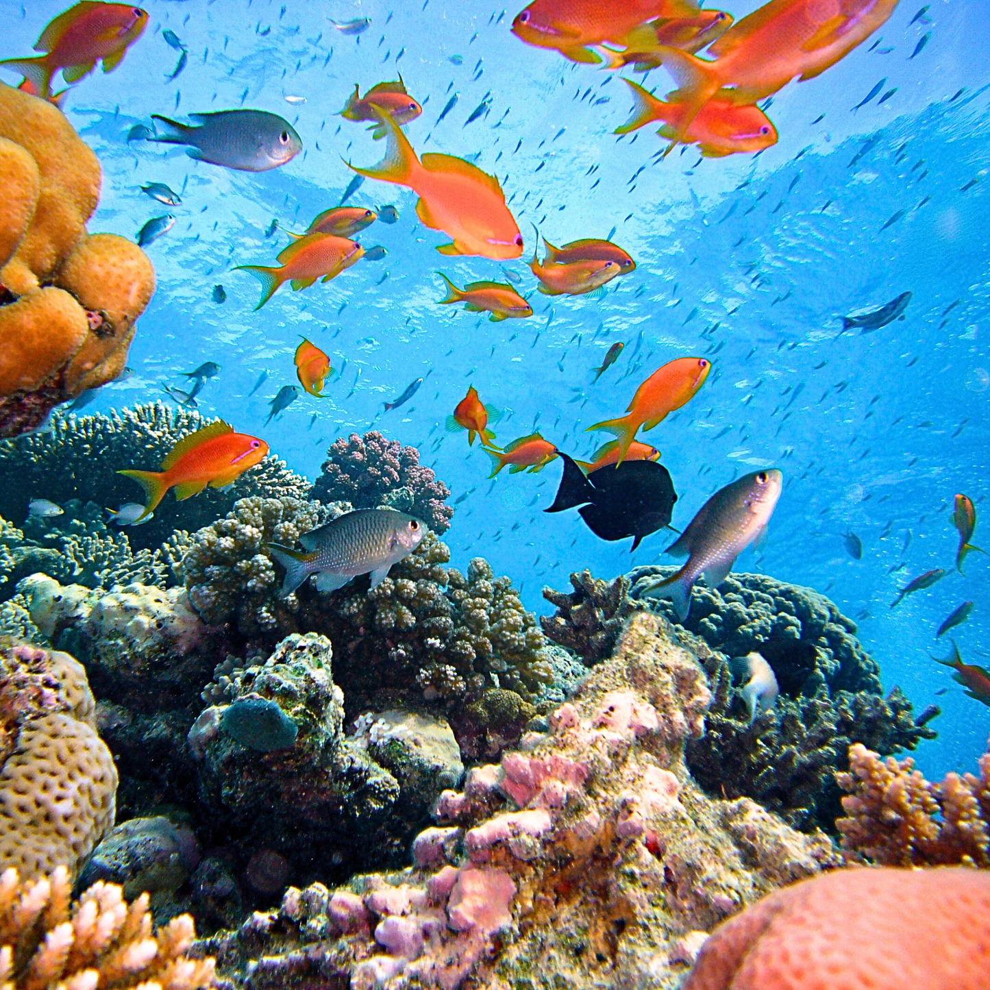 Colorful underwater coral reef scene. Bright orange and yellow fish swim across a vivid blue background with light filtering from above. Various coral types in tan, pink, and purple fill the foreground. A high-contrast photo with visual depth, texture, and movement.