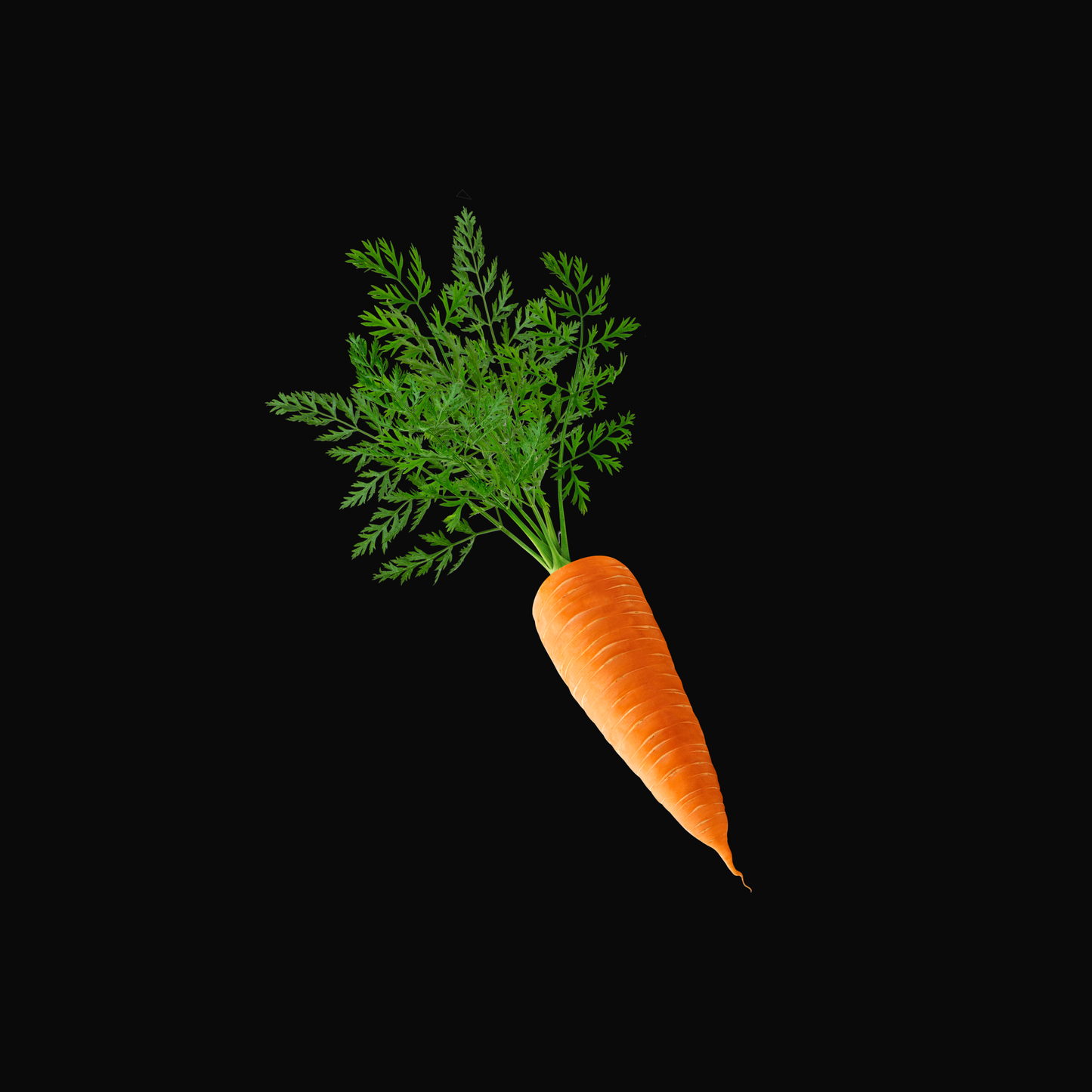 Everything Orange
