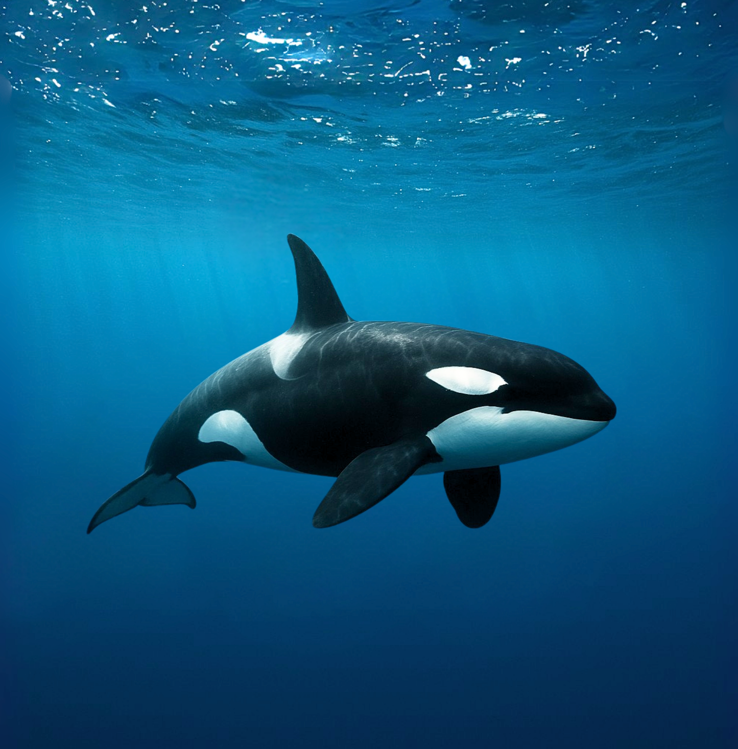 ¿Qué vive en el océano?