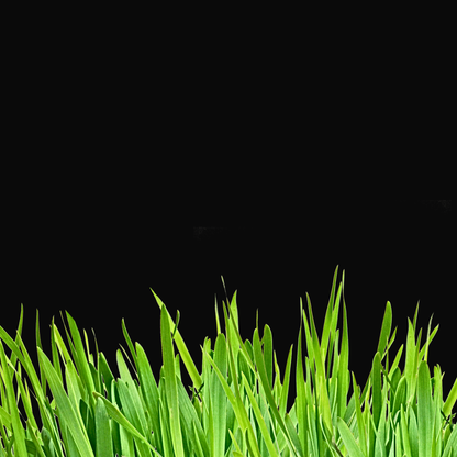 Everything Green