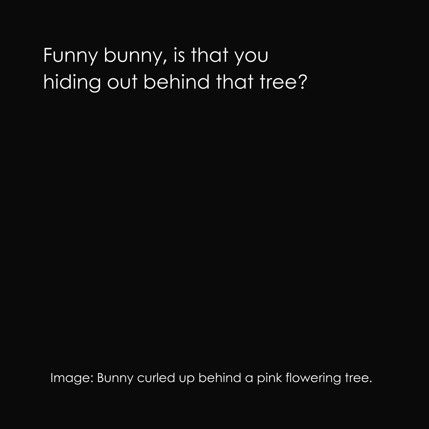 Hide & Seek Funny Bunny