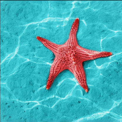 Bright red starfish with bumpy texture resting on the ocean floor in clear, shallow water. The background is a high-contrast turquoise blue, with gentle wave shadows creating soft movement across the sand.
